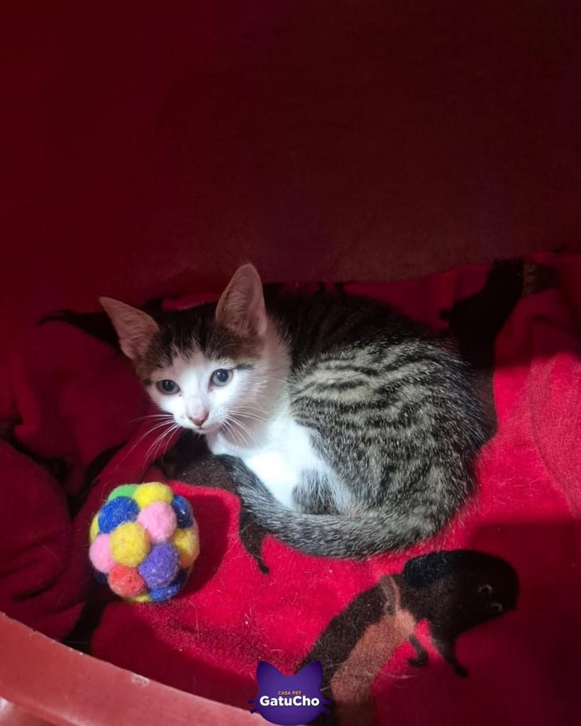 Ricota, gata de porte pequeno para adoção em São Paulo - SP