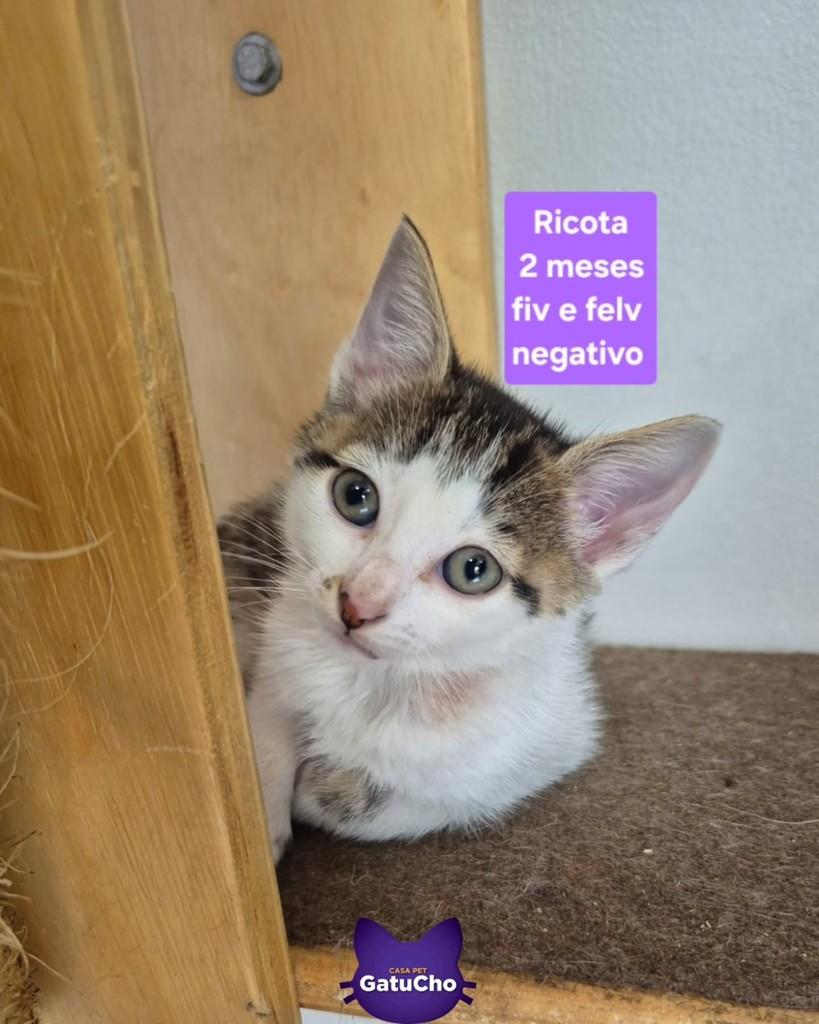 Ricota, gata de porte pequeno para adoção em São Paulo - SP — foto 2 de 4