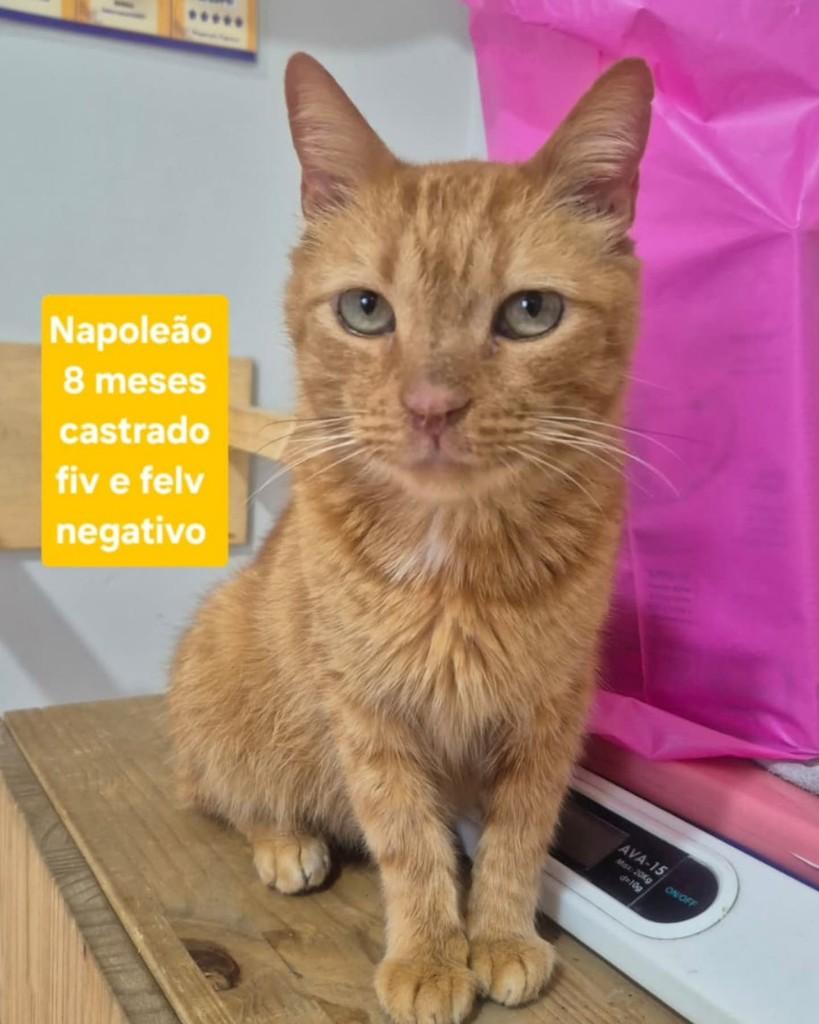 Napoleão, gato de porte pequeno para adoção em São Paulo - SP