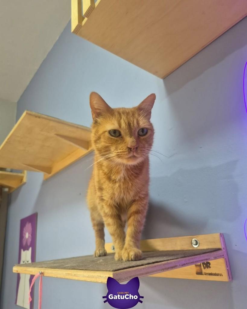 Napoleão, gato de porte pequeno para adoção em São Paulo - SP — foto 2 de 4