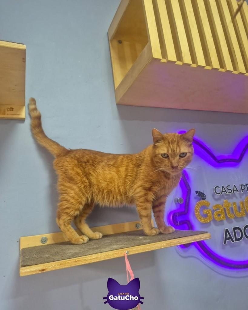 Napoleão, gato de porte pequeno para adoção em São Paulo - SP — foto 3 de 4