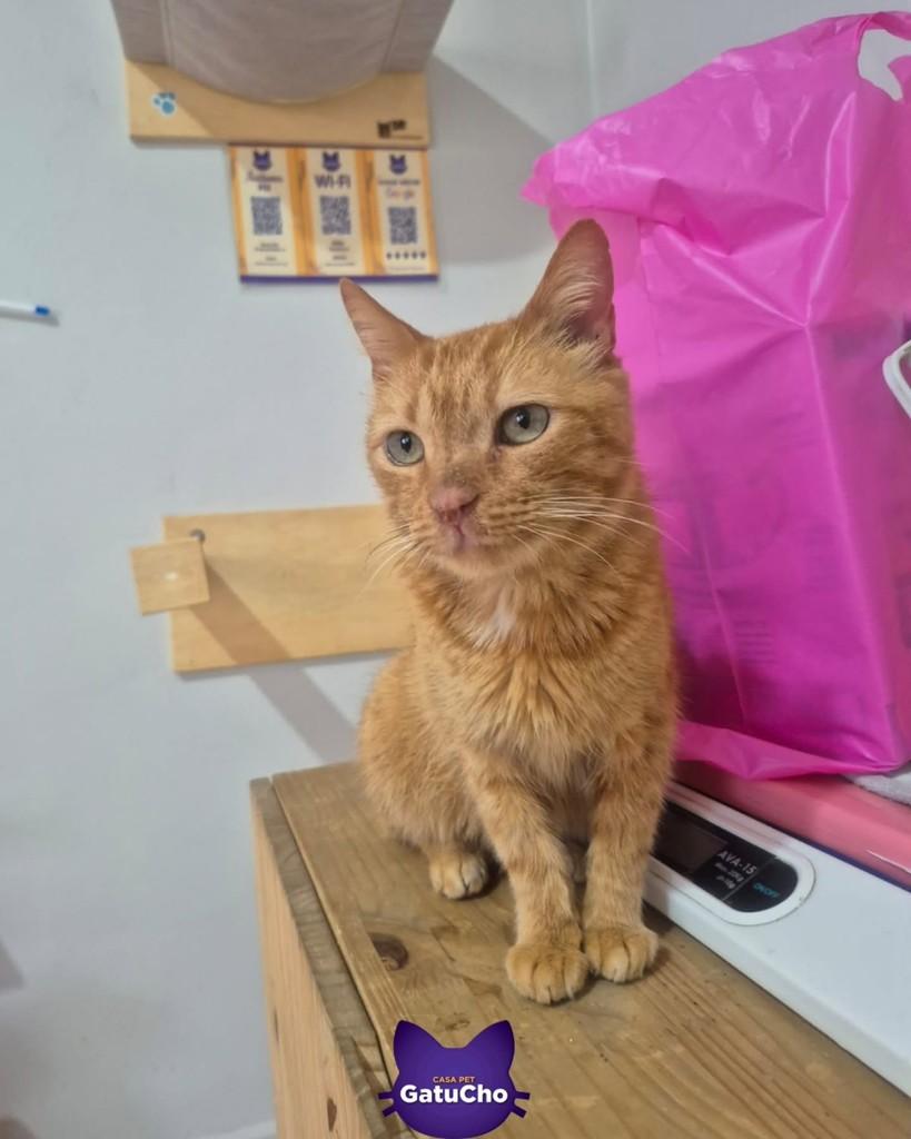 Napoleão, gato de porte pequeno para adoção em São Paulo - SP — foto 4 de 4