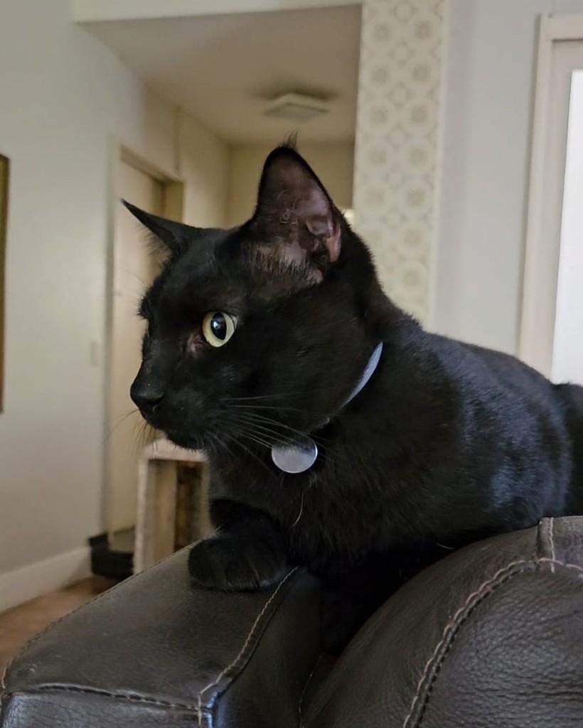 Didi, gato para adoção em Porto Alegre - RS
