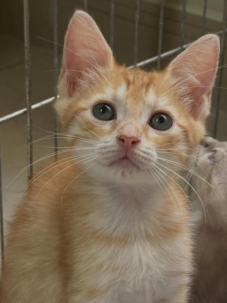Manteiguinha, gato de porte pequeno para adoção em Porto Alegre - RS