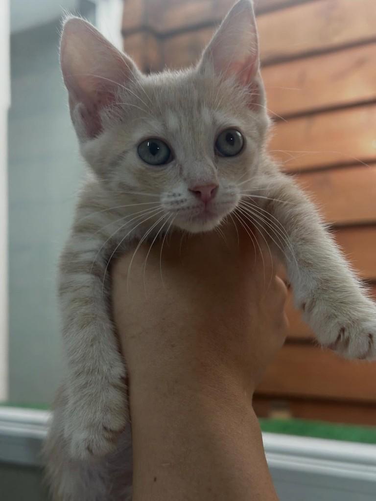 Carioca, gato de porte pequeno para adoção em Porto Alegre - RS