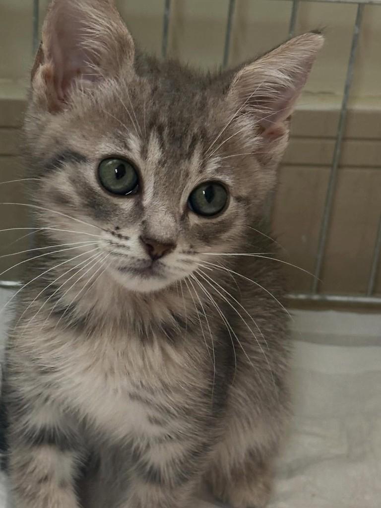 Bolinha, gato de porte pequeno para adoção em Porto Alegre - RS