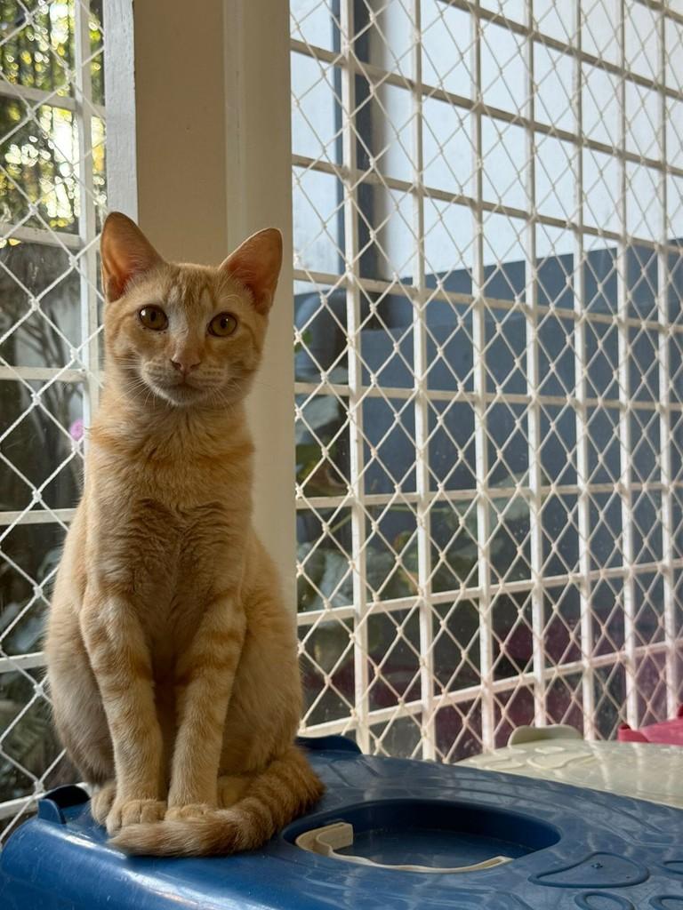 Iogurte, gato de porte pequeno para adoção em Porto Alegre - RS