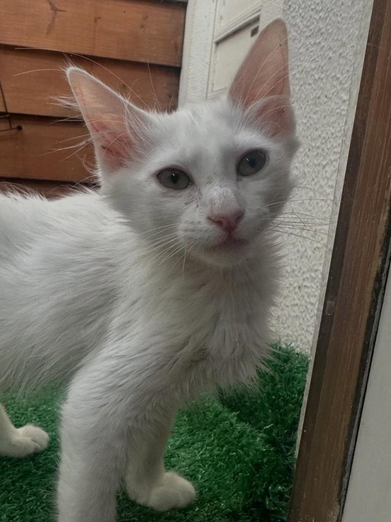 Floquinho, gato de porte pequeno para adoção em Porto Alegre - RS