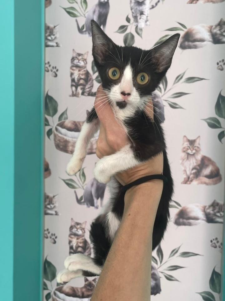 Hope, gata de porte pequeno para adoção em Porto Alegre - RS