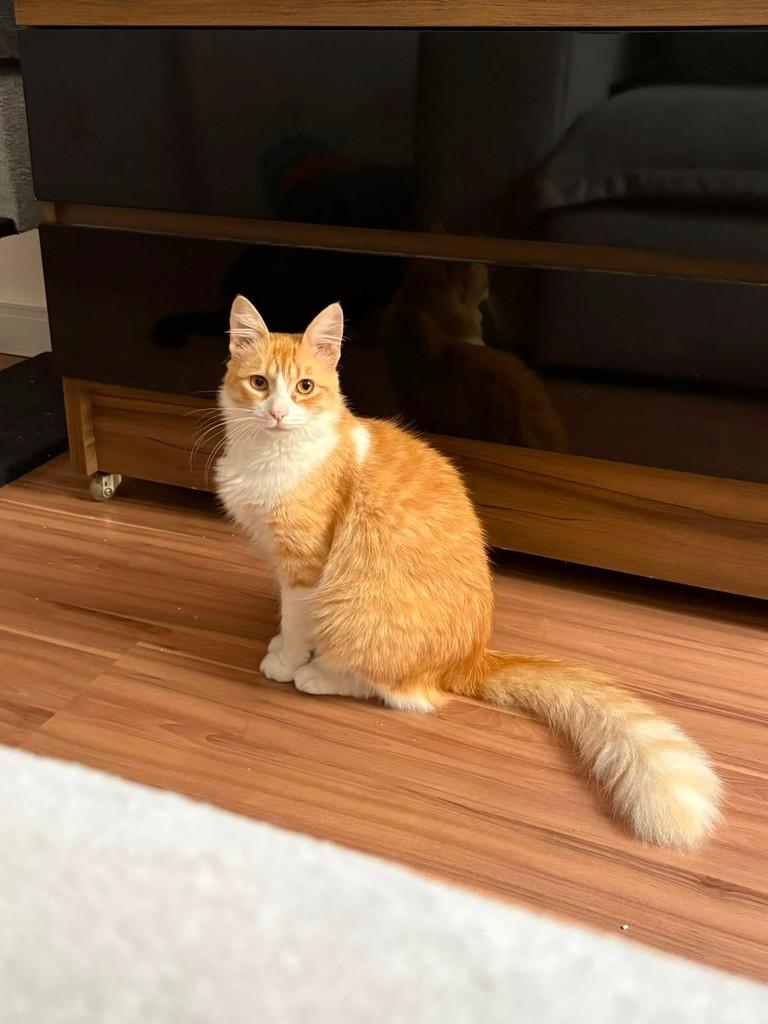 Jolie, gata de porte médio para adoção em Porto Alegre - RS