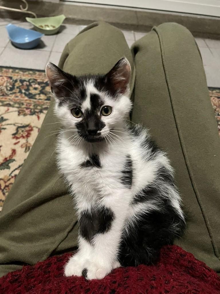 Pipoquinha, gato de porte pequeno para adoção em Porto Alegre - RS