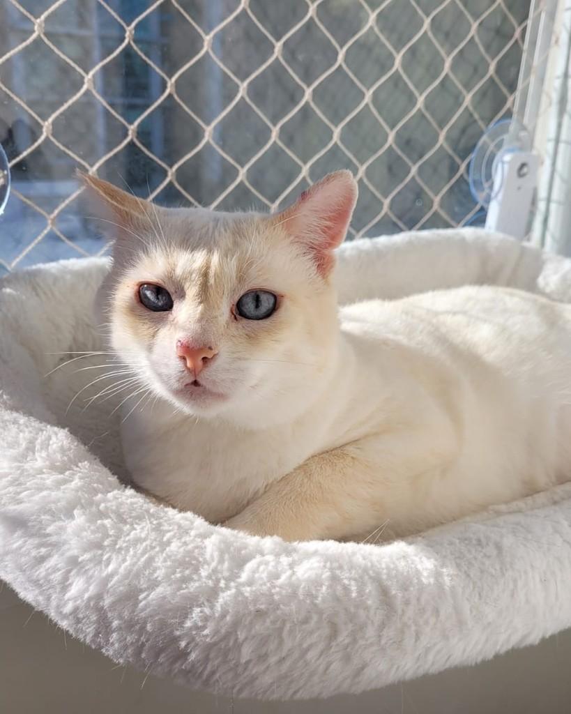 Olaf, gato de porte pequeno para adoção em Porto Alegre - RS