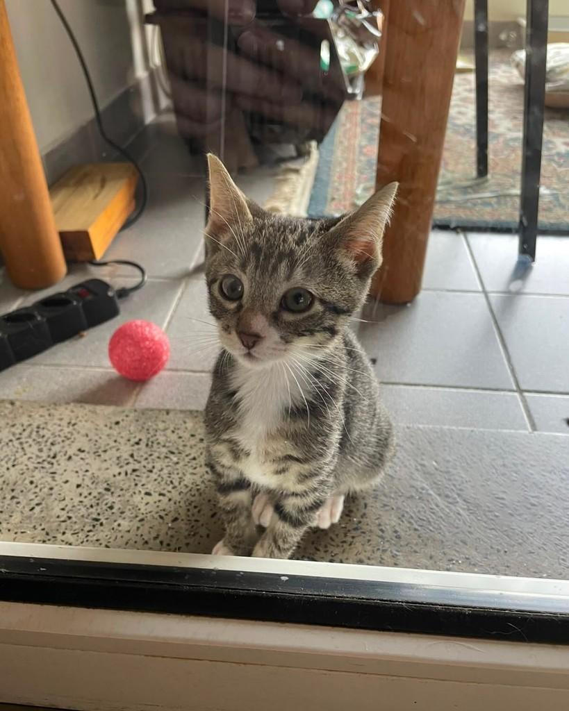 Paçoca, gato de porte pequeno para adoção em Porto Alegre - RS