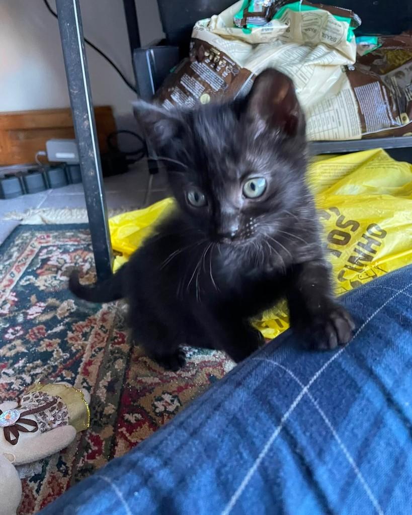 Cacau, gato de porte pequeno para adoção em Porto Alegre - RS