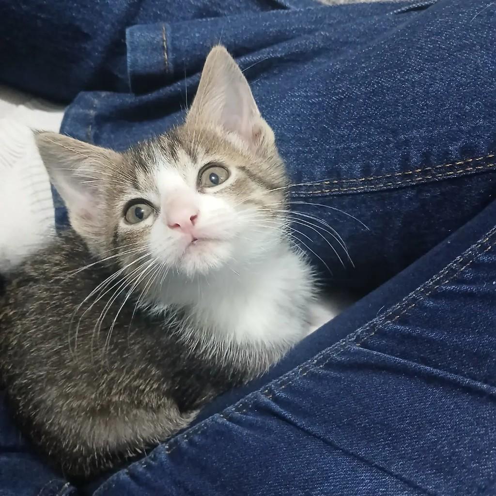 Miu, gato de porte pequeno para adoção em Porto Alegre - RS