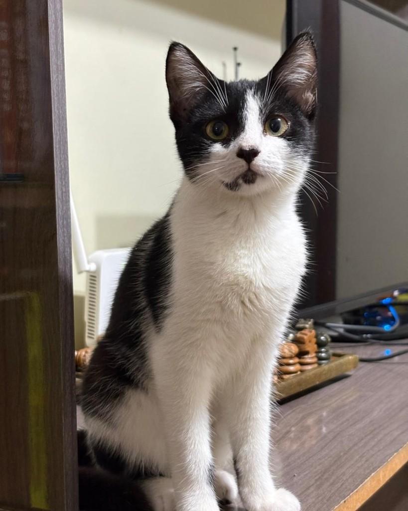 Ayla, gata de porte pequeno para adoção em Porto Alegre - RS