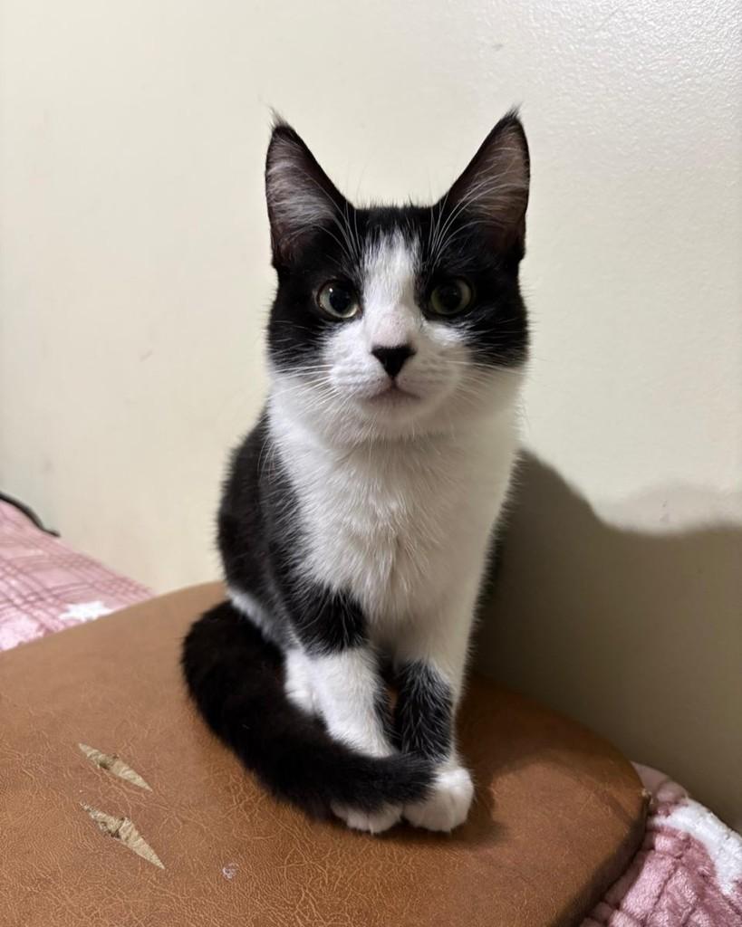 Zahar, gato de porte pequeno para adoção em Porto Alegre - RS