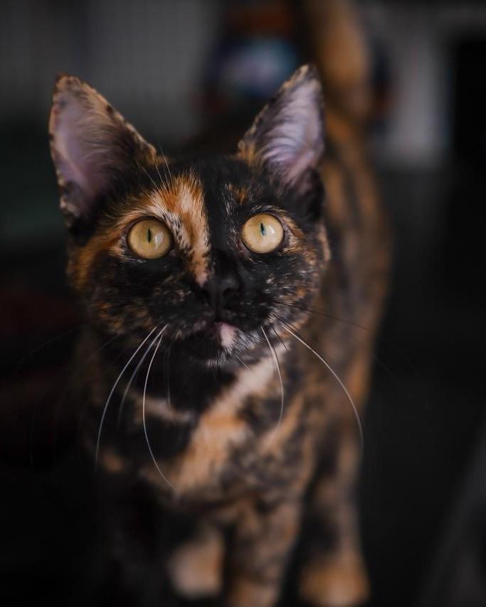 Ritinha, gato para adoção em Porto Alegre - RS