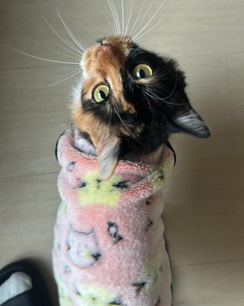 Madame Nora, gata para adoção em Porto Alegre - RS