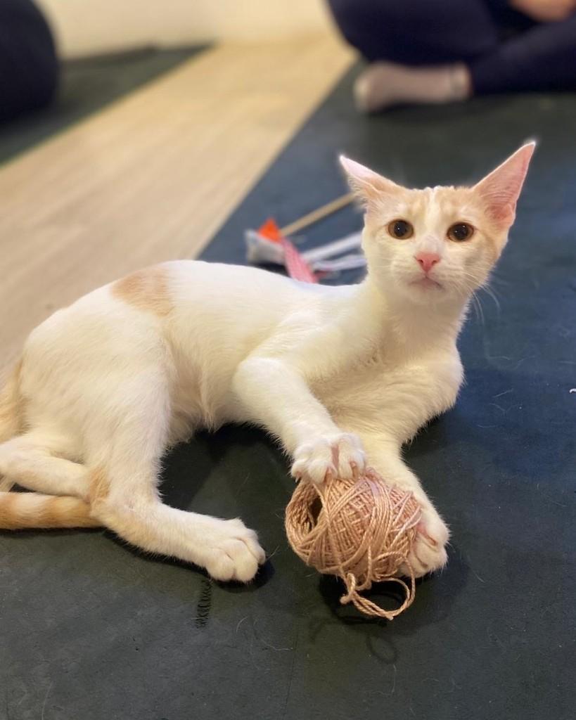 Merenguinha, gato de porte pequeno para adoção em Porto Alegre - RS