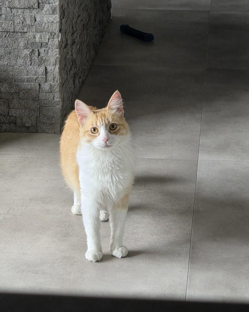 Joliezinha, gata de porte médio para adoção em Porto Alegre - RS