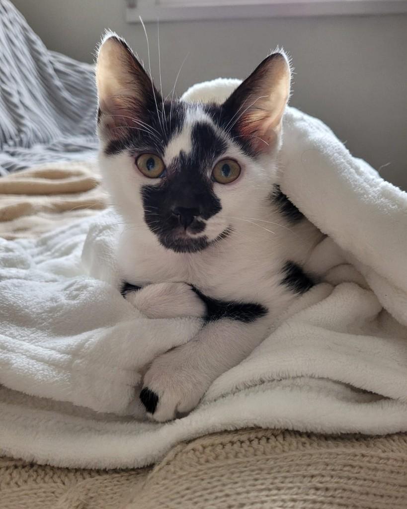 Pipoca, gato de porte pequeno para adoção em Porto Alegre - RS