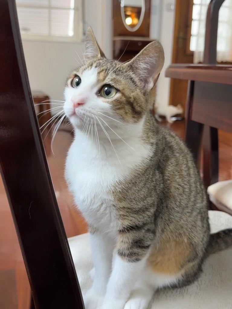 Tobias, gato de porte pequeno para adoção em Porto Alegre - RS