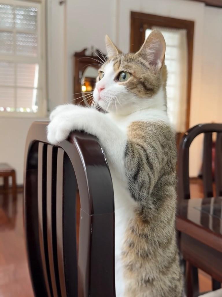 Tobias, gato de porte pequeno para adoção em Porto Alegre - RS — foto 2 de 6