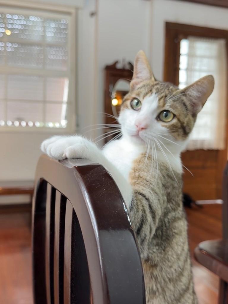 Tobias, gato de porte pequeno para adoção em Porto Alegre - RS — foto 3 de 6