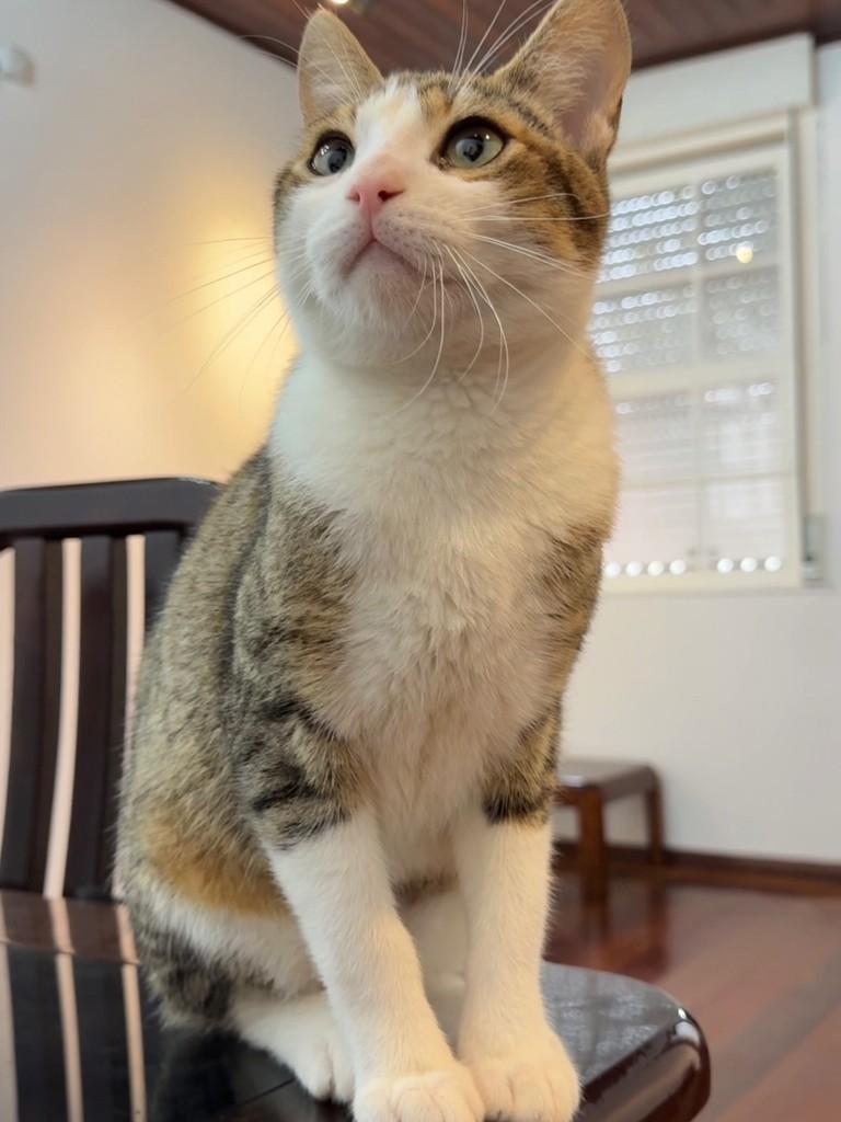 Tobias, gato de porte pequeno para adoção em Porto Alegre - RS — foto 4 de 6
