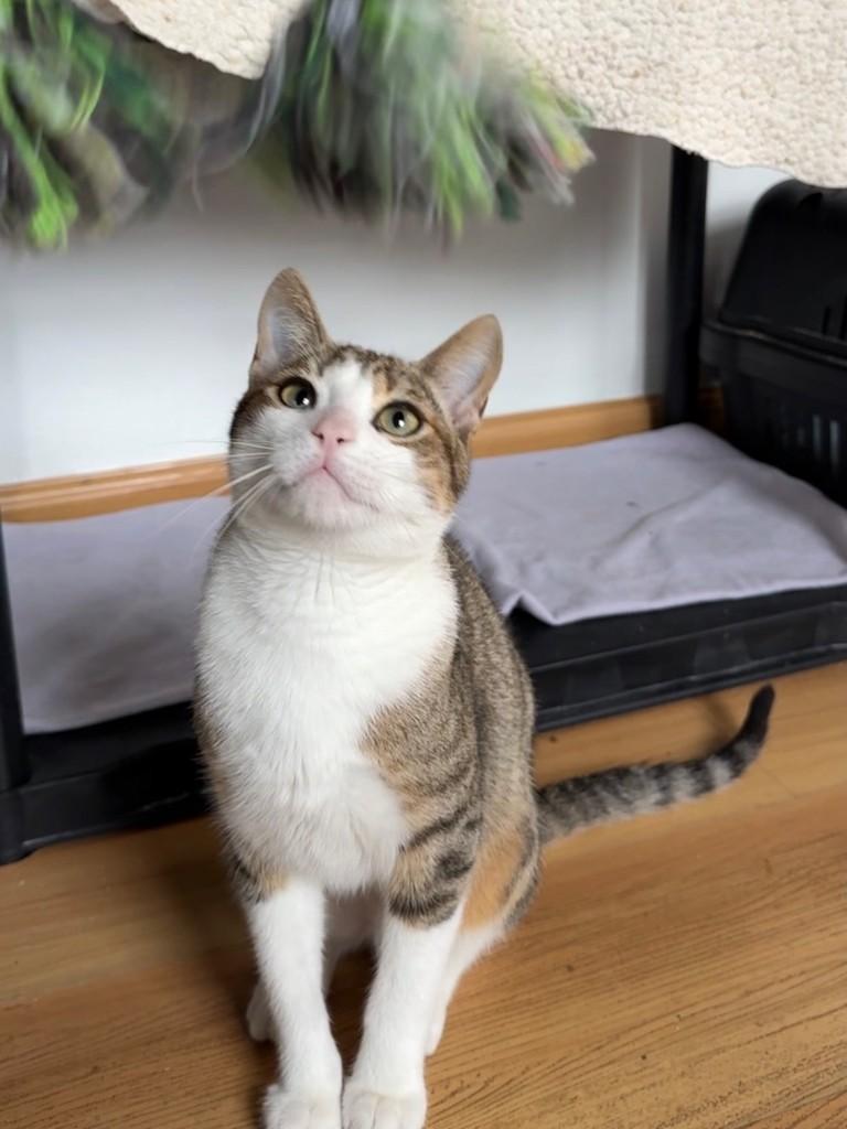 Tobias, gato de porte pequeno para adoção em Porto Alegre - RS — foto 5 de 6