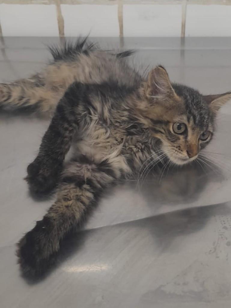 Lion, gato de porte pequeno para adoção em João Pessoa - PB