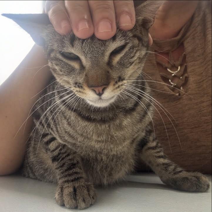 Amêndoa, gato de porte pequeno para adoção em João Pessoa - PB