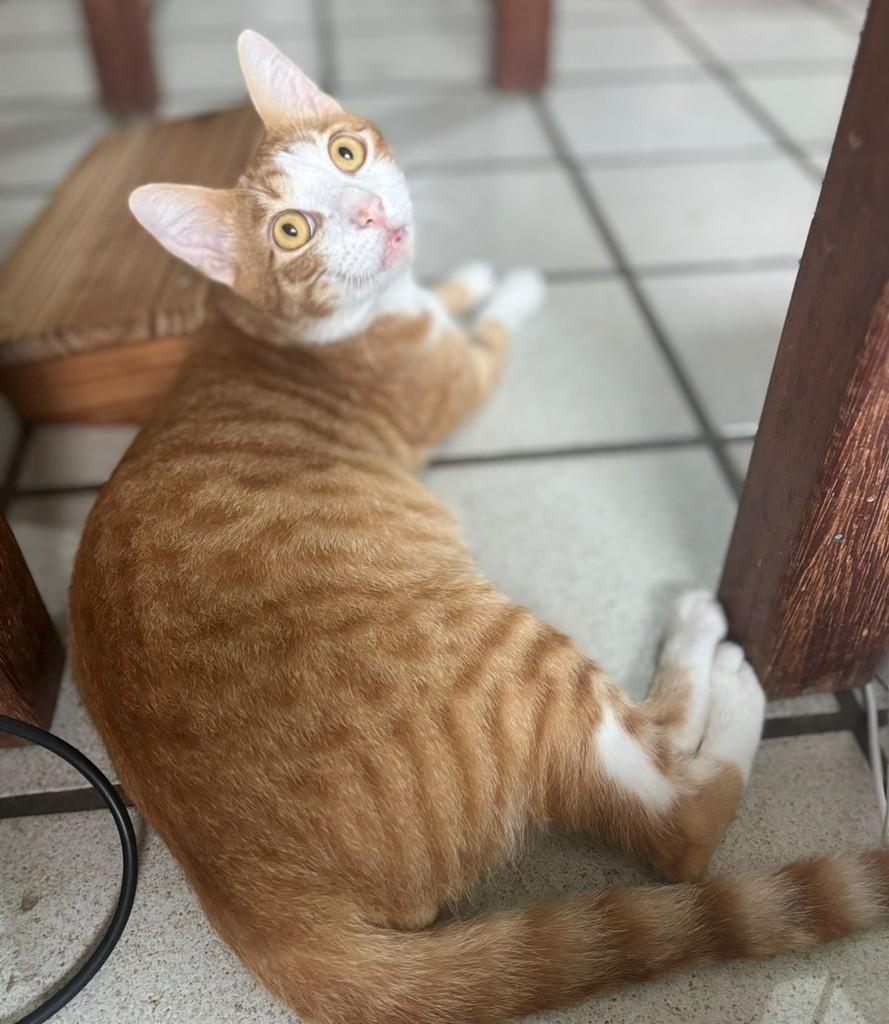 Josué, gato de porte médio para adoção em João Pessoa - PB