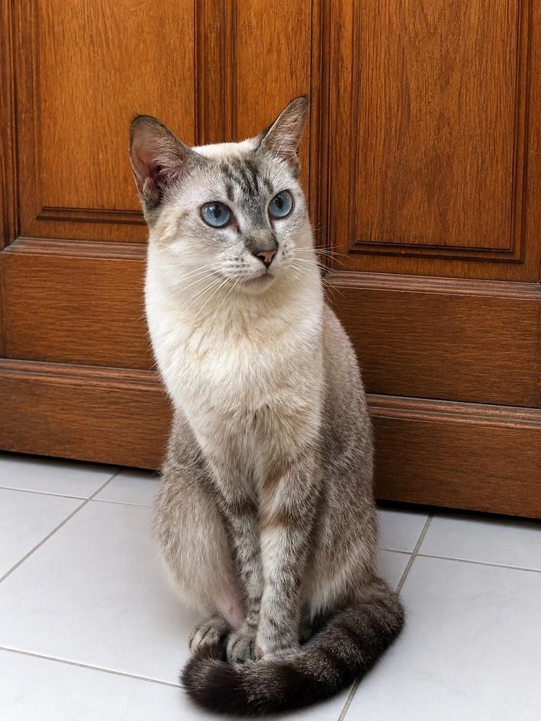 Branquinha, gata de porte pequeno para adoção em João Pessoa - PB