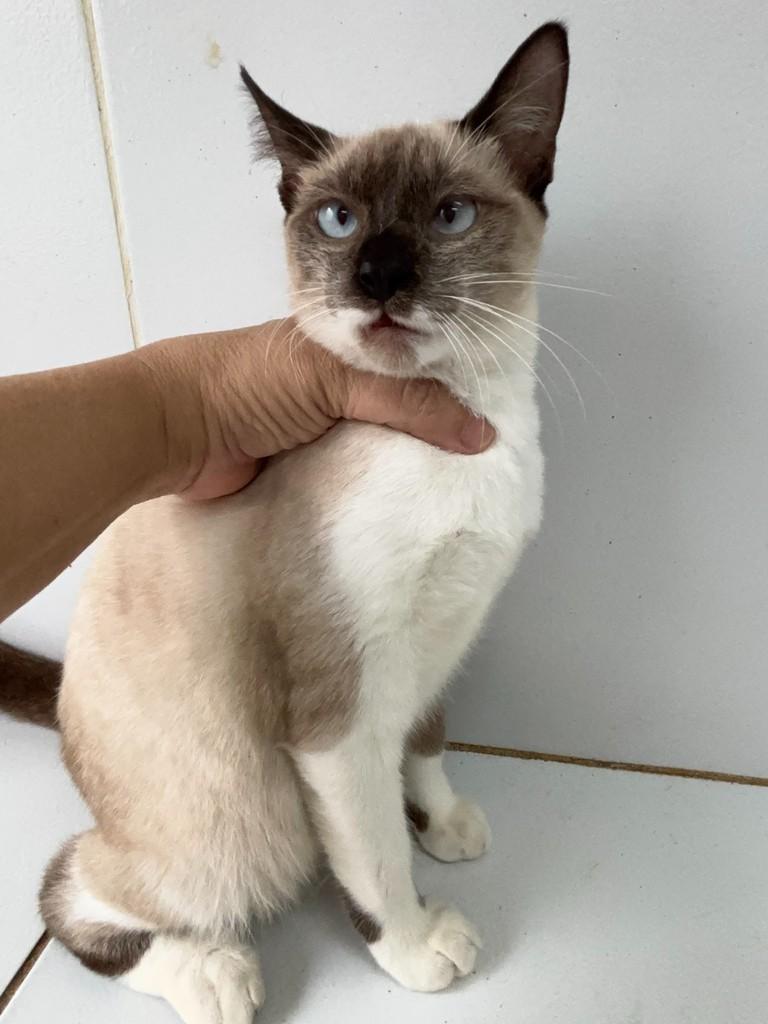Tetêo, gato de porte pequeno para adoção em João Pessoa - PB