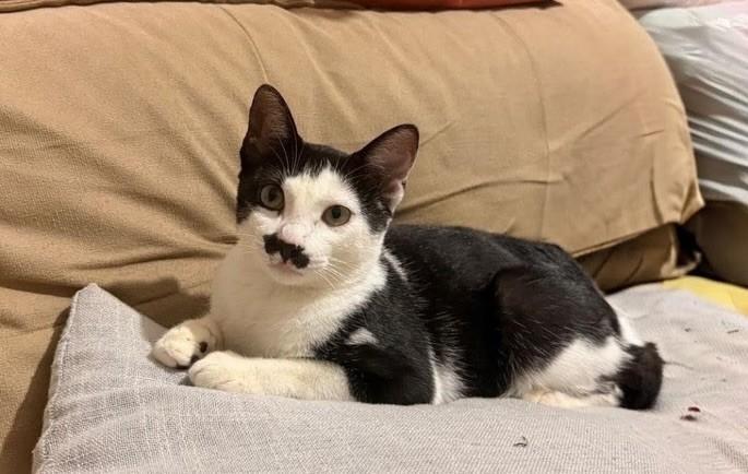 Charles, gato de porte pequeno para adoção em João Pessoa - PB