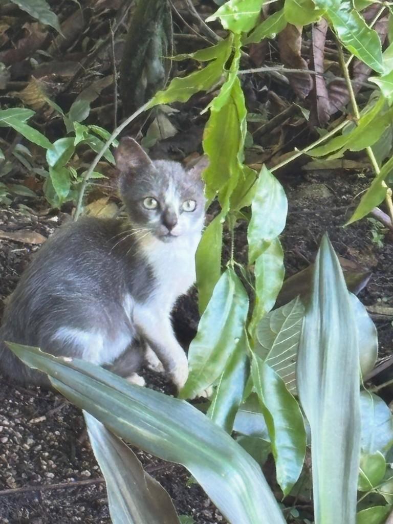 Peter, gato de porte pequeno para adoção em João Pessoa - PB