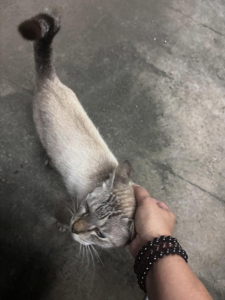 Celestino, gato de porte grande para adoção em João Pessoa - PB