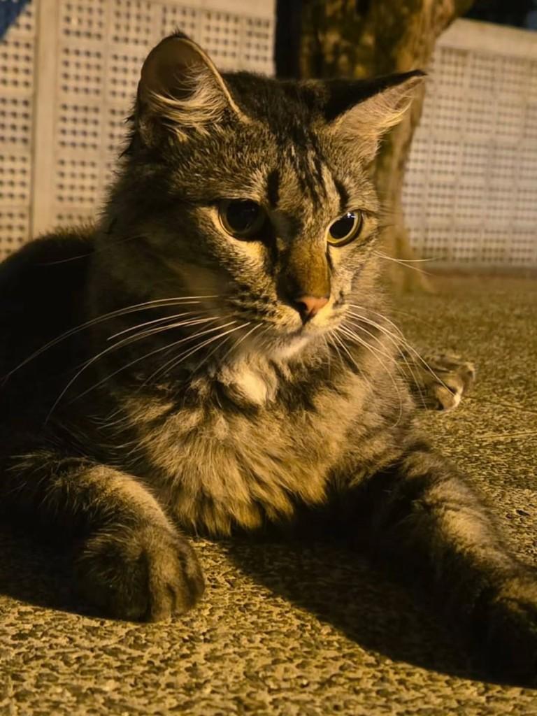 Ciça, gata de porte médio para adoção em João Pessoa - PB