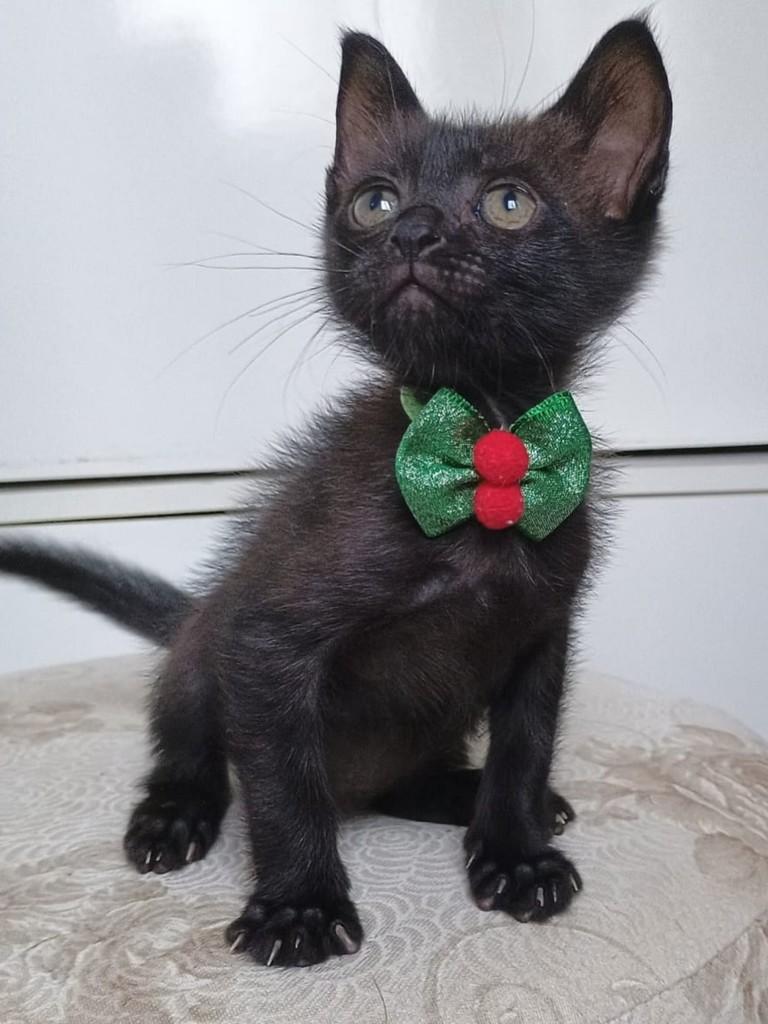 Breuzinho, gato de porte pequeno para adoção em João Pessoa - PB