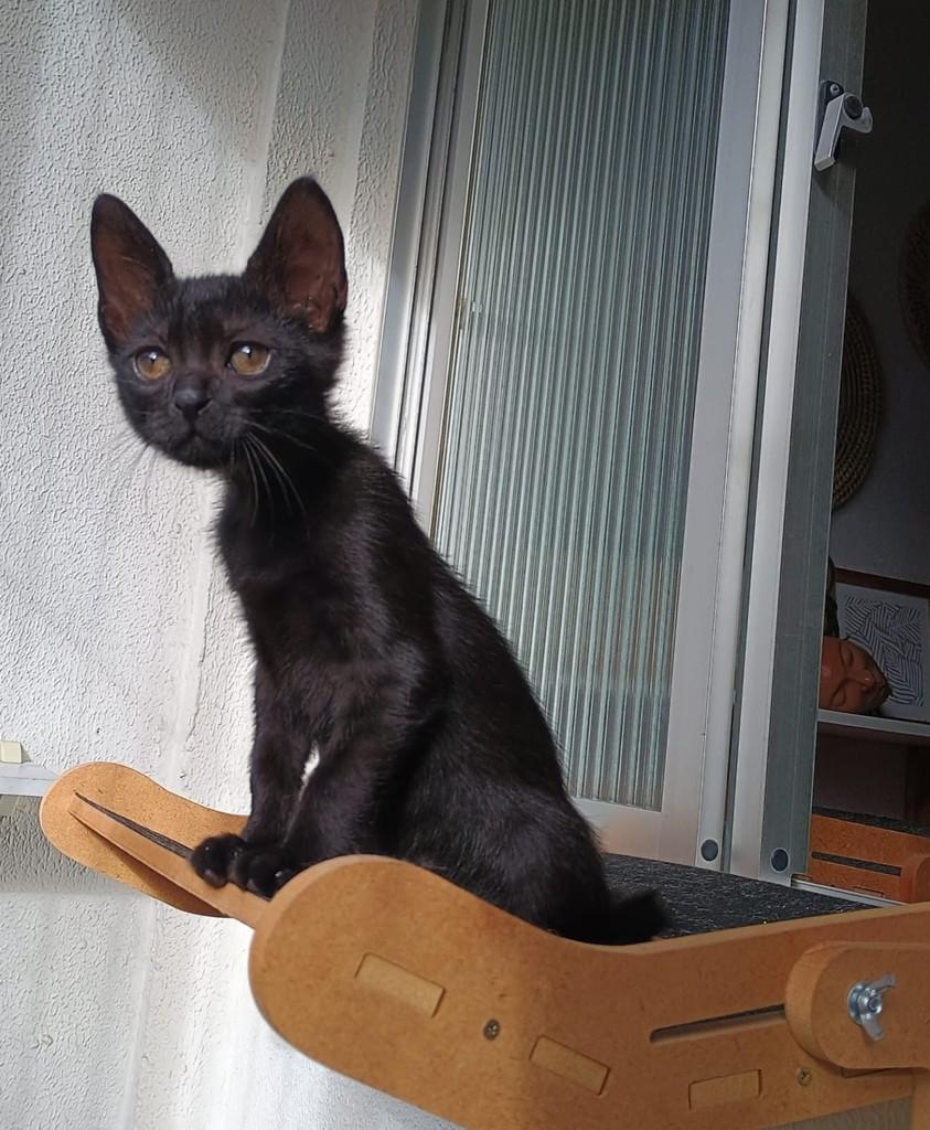 Breu, gato de porte pequeno para adoção em João Pessoa - PB