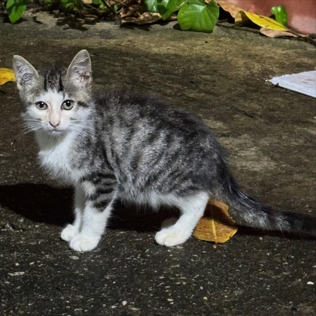 Davi, gato de porte pequeno para adoção em João Pessoa - PB
