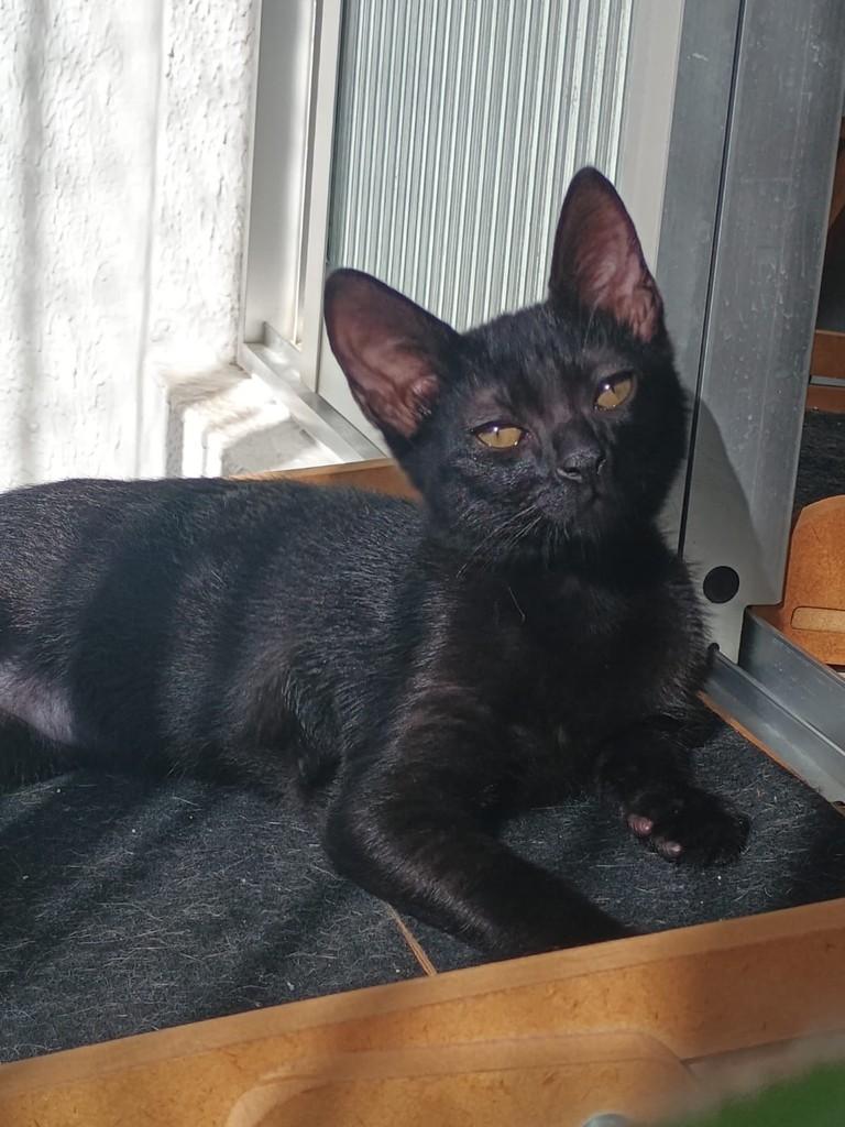 Cheiroso, gato de porte pequeno para adoção em João Pessoa - PB