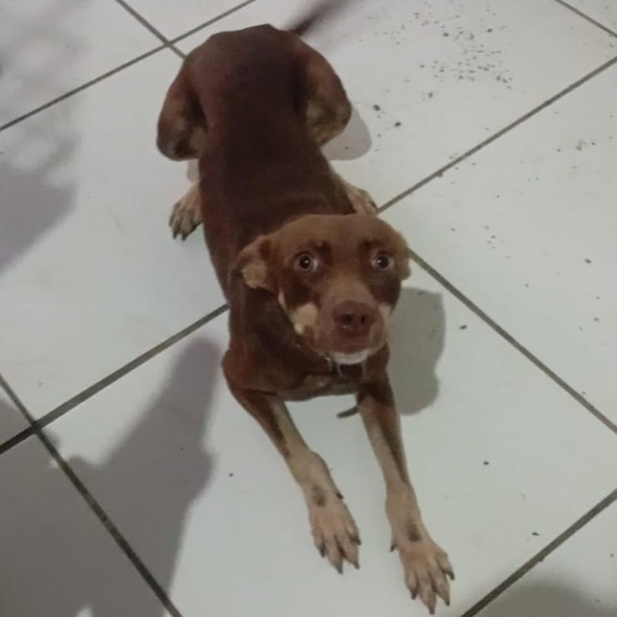 Safira, cadela de porte pequeno para adoção em João Pessoa - PB