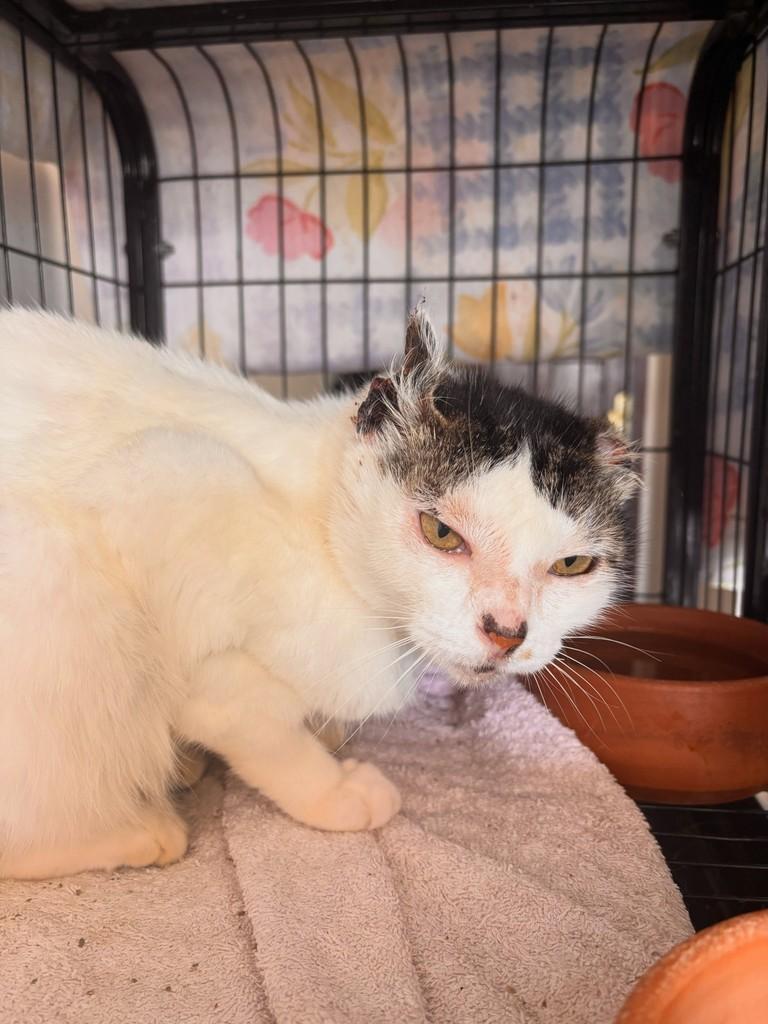 Severina, gata de porte pequeno para adoção em João Pessoa - PB