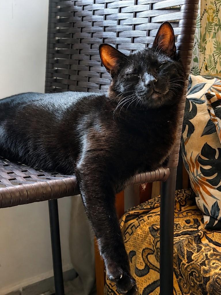 Ôrion, gato de porte pequeno para adoção em João Pessoa - PB