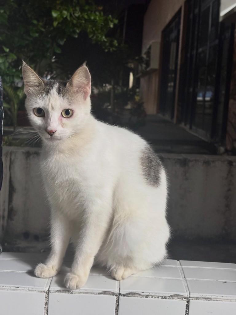 Bolinha, gata de porte pequeno para adoção em João Pessoa - PB