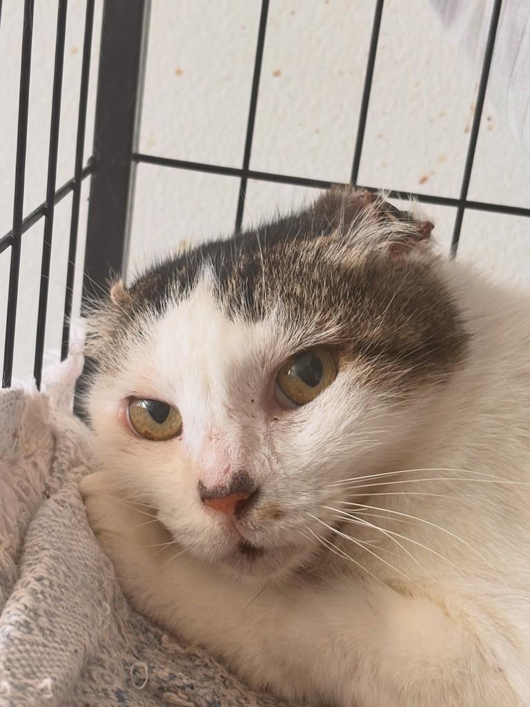 Cecê, gata de porte pequeno para adoção em João Pessoa - PB
