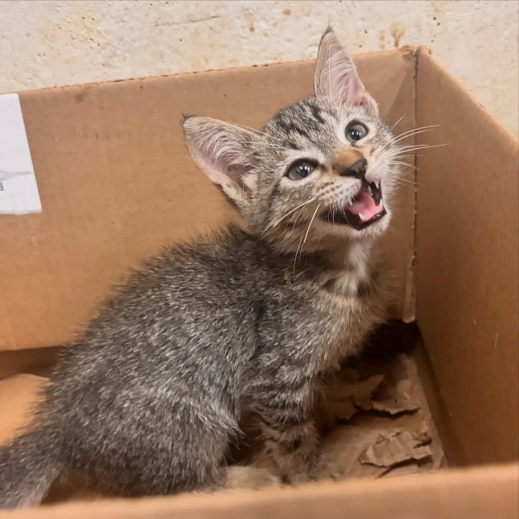 Tigrado, gato de porte pequeno para adoção em João Pessoa - PB